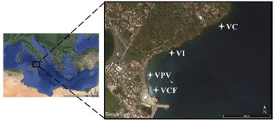 Microbial communities inhabiting shallow hydrothermal vents as sentinels of acidification processes